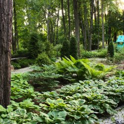 Сад в лесу - решение дизайна дачного участка